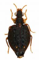 Hyboptera tuberculata Dejean, 1825 cf.