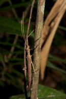 Phasmidae Gen sp