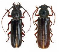 Torneucerus armatus Martins & Monné, 1980  ♂ & ♀