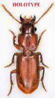Mizotrechus belizonae Degiovanni, 2023  HOLOTYPE
