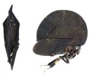 Membracis foliatafusca (De Geer, 1773) 