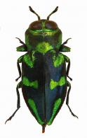 Chrysobothris trochilus Waterhouse, 1887