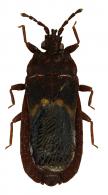 Neuroctenus longulus Bergroth, 1898