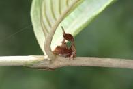 Sphongophorus sp.
