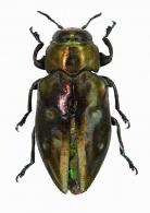 Chrysobothris sp4