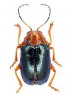 Eumolpinae Gen sp22