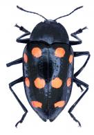 Scaphidomorphus quinquepunctatus (Fabricius, 1775)