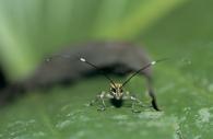Colobothea sp