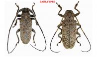 Peritrox marcelae Nearns & Tavakilian, 2012 ♂ & ♀ PARATYPES