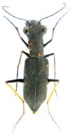 Odontocheila cajennensis  cajennensis  (Fabricius, 1787)