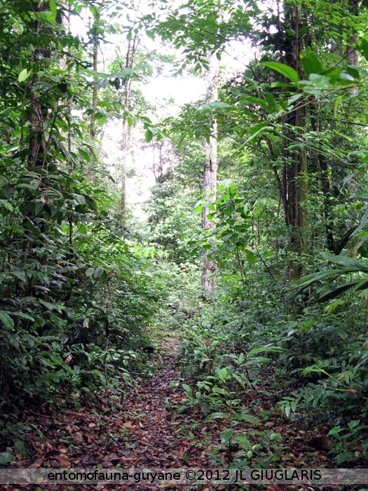 Forêt primaire 