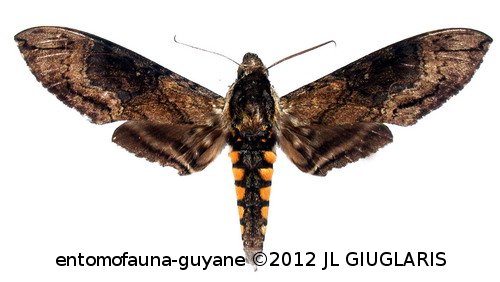 Manduca duquefi  Haxaire & Vaglia, 2007