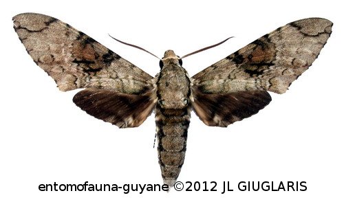 Manduca florestan  (Stoll, 1782)