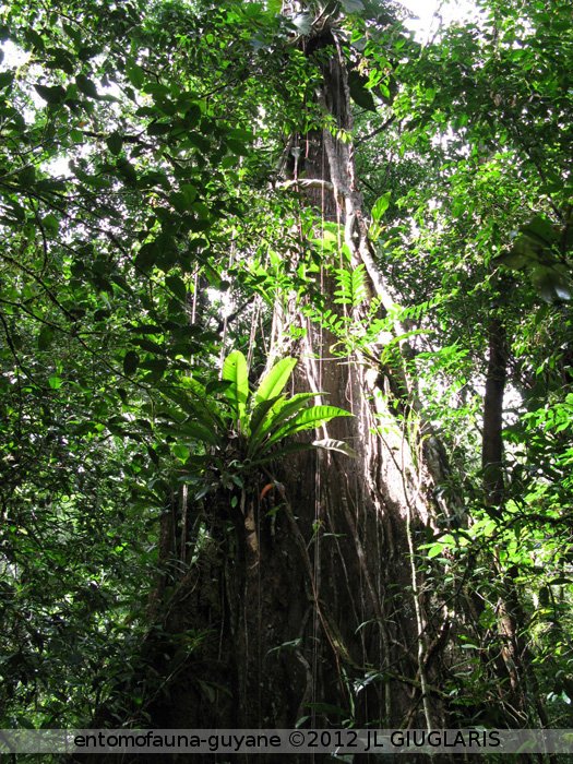 Forêt primaire 