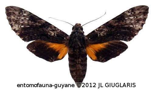 Isognathus occidentalis  Clark, 1929
