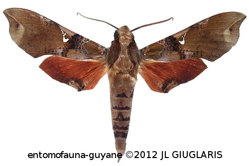 Callionima parce  (Fabricius, 1775)