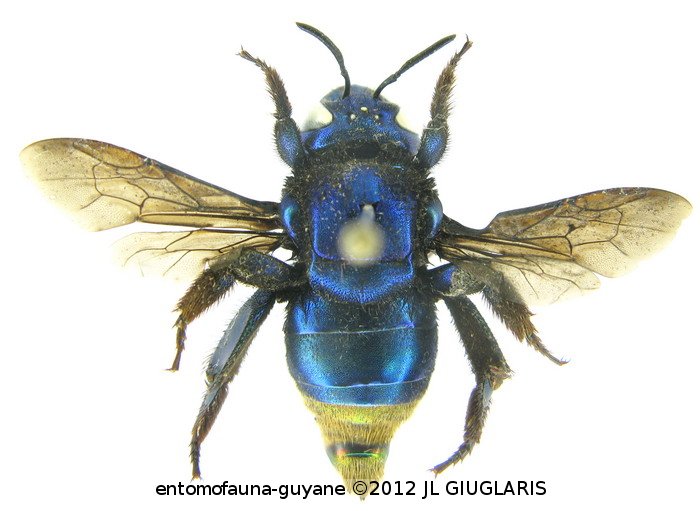 Eufriesea violacea (Blanchard, 1840)