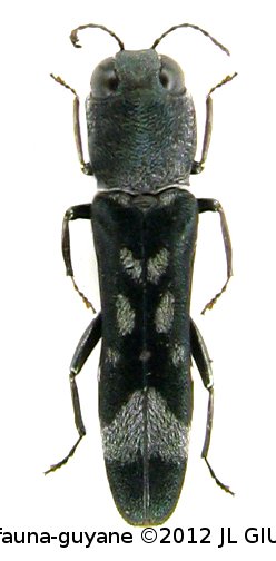 Agrilus figuratus Curletti & Brulé, 2011