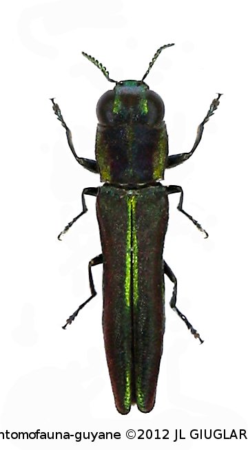 Agrilaxia tristis  Bílý & Brulé, 2013