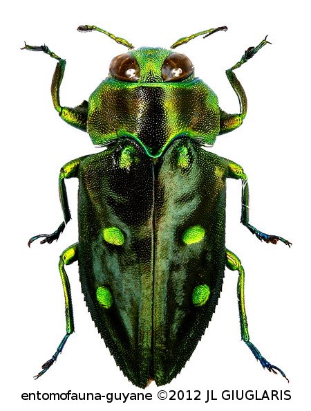 Chrysobothris sp3