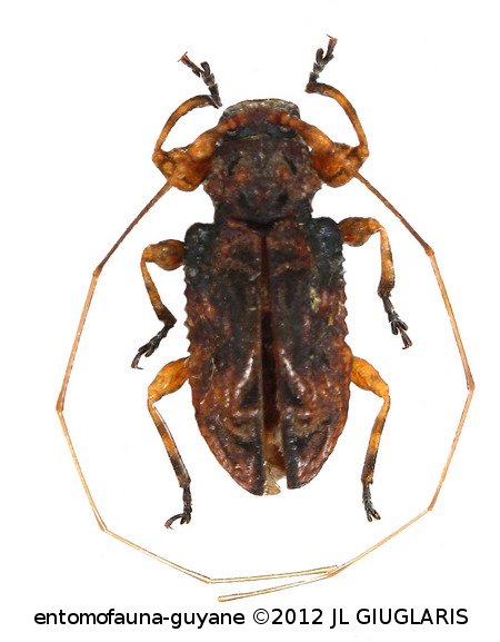 Macronemus rufescens (Bates, 1862)