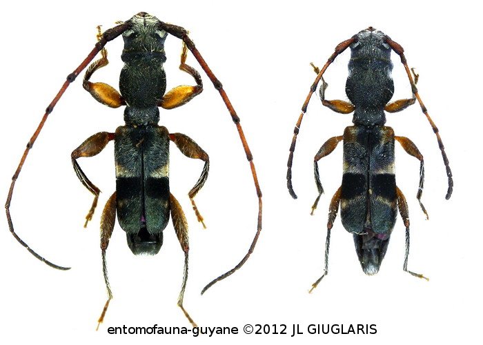 Epropetes latifascia (White, 1855) ♂ & ♀