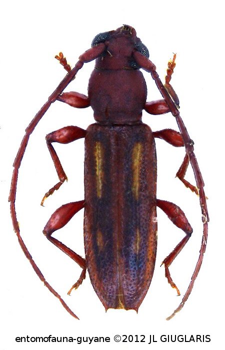 Haruspex lineolatus Bates, 1870