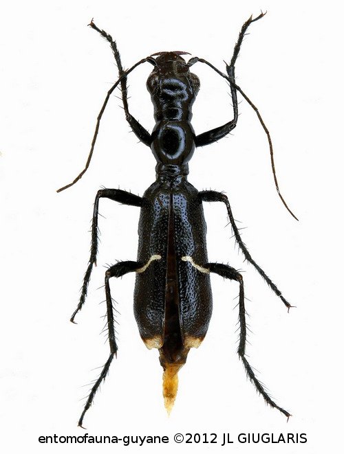 Ctenostoma (Ctenostoma) cayennensis  Naviaux,1998