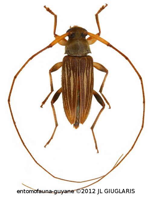 Paroecus strigosus (Monné, 1988)