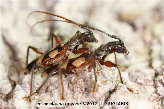 Compsobidion maronicum.