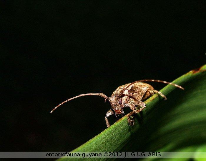 Cerambycidae Gen sp