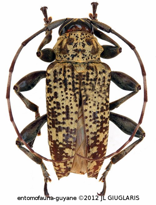 Aegoschema fanchonae  Tavakilian et Néouze, 2013