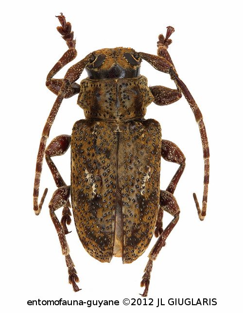 Plistonax bialbomaculatus  (Zajciw, 1964)