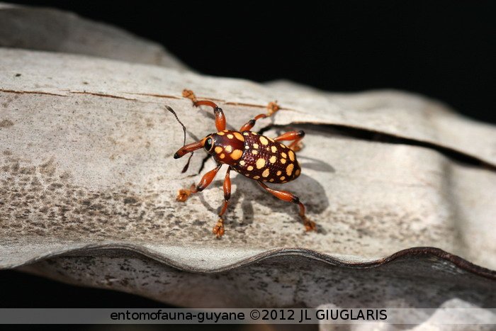 Cholus panterinus