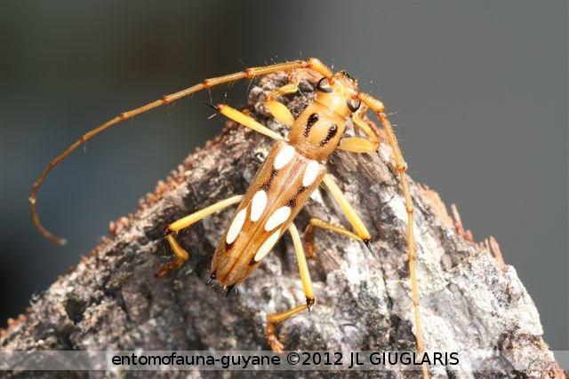 Eburodacrys sexmaculata