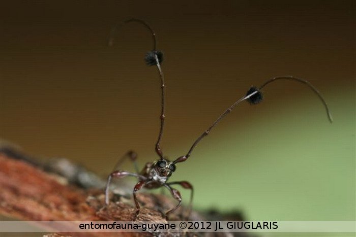 Cosmisoma angustipenne