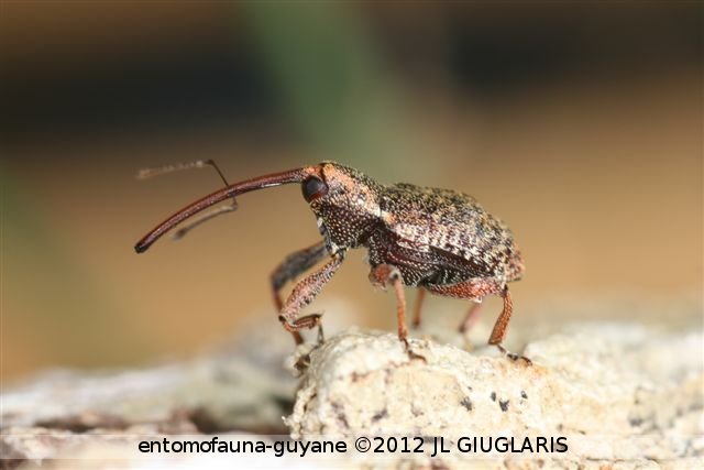 Conotrachelus sp.