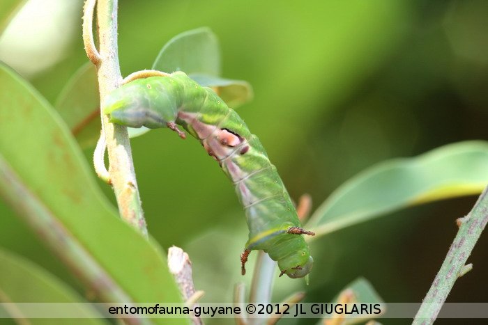 Copiopteryx semiramis