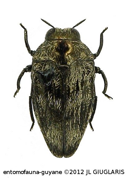 Brachys sp6