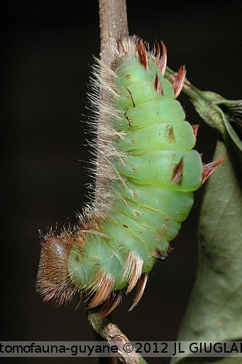 Morpho helenor