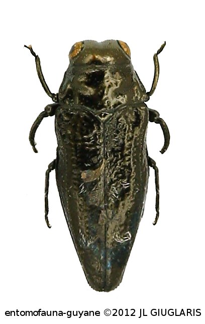 Taphrocerus sp4