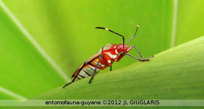 Heteroptera sp