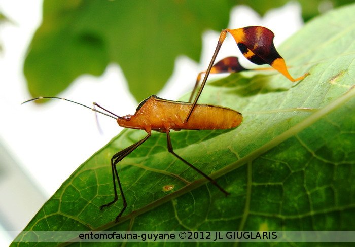 Coreidae Gen sp