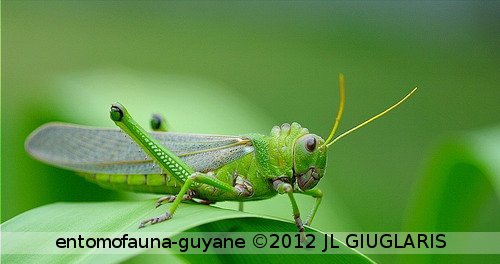 Tropidacris collaris