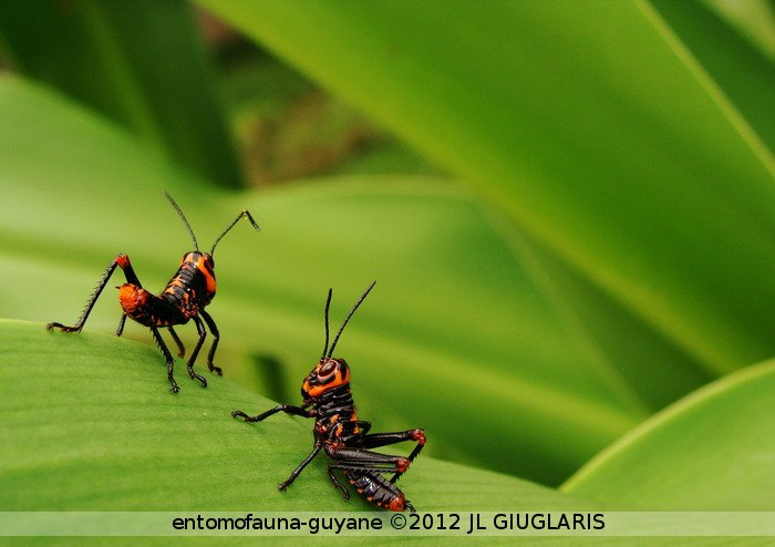 Tropidacris sp  larve