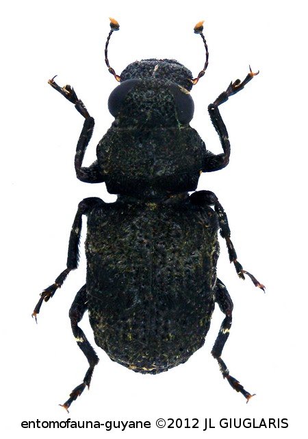 Antrhibinae Gen sp11
