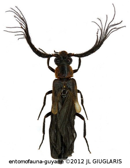 Pseudophengodes dalensi  Constantin, 2014